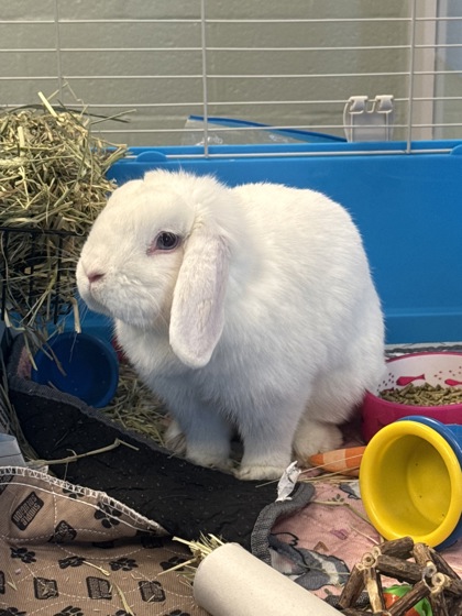 ALICE: 2-YEAR-OLD RABBIT