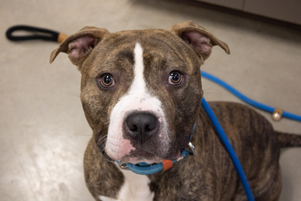 BILLY: 2-YEAR-OLD MALE