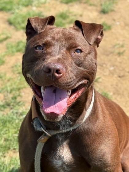 CHOCO LOKI: 2-YEAR-OLD MALE