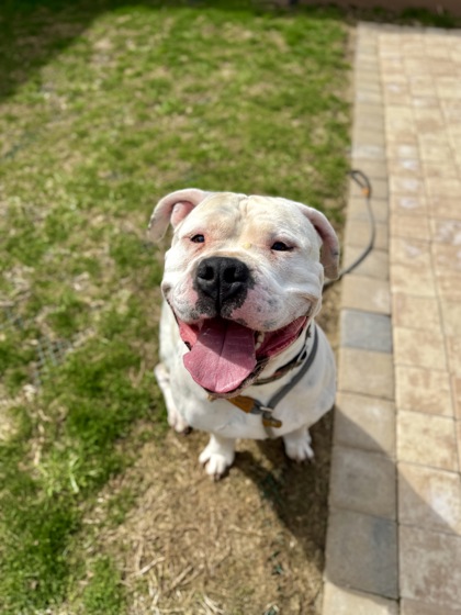 DIESEL: 5-YEAR-OLD MALE