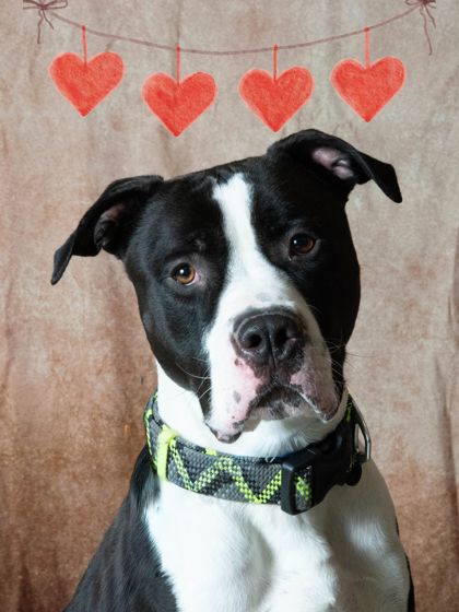 GHOSTIE: 4-YEAR-OLD MALE