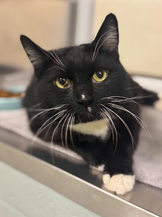 MAPLE: 10-YEAR-OLD FEMALE