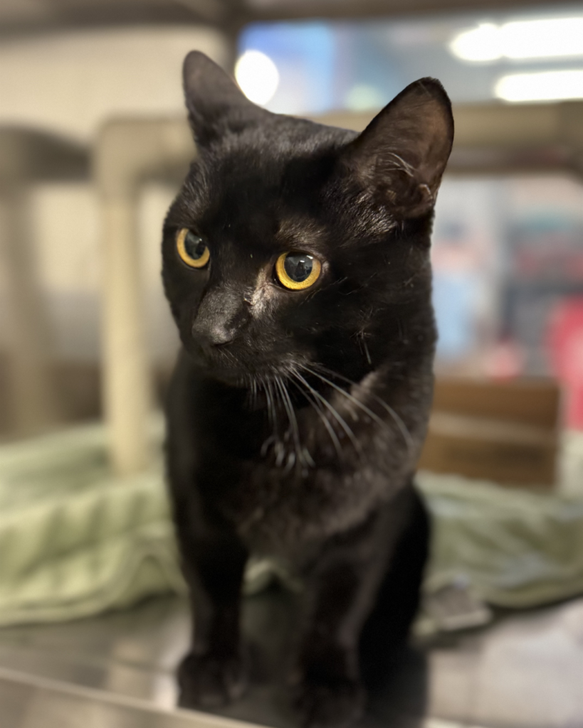 ONYX: 1-YEAR-OLD FEMALE