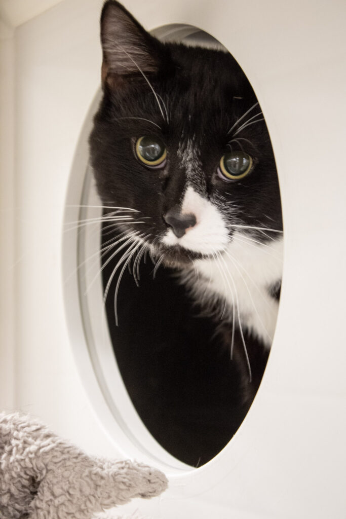 SWORDFISH: YOUNG MALE