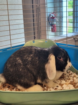 TABBIT: 7-MONTH-OLD RABBIT