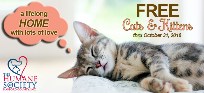 FREE Cats \u0026 Kittens | The Humane 