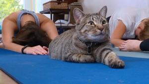 cat-yoga-picture