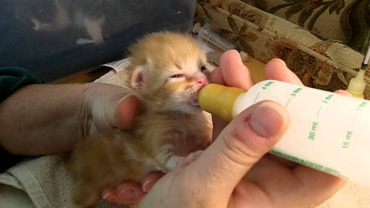 bottle feeding newborn kittens