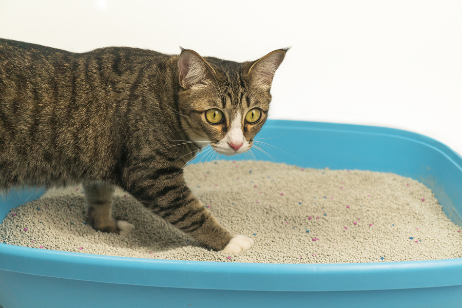 Covering Litter Box Issues - The Humane Society of Harford County