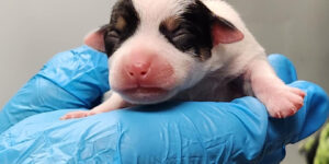 Guess the Breed
