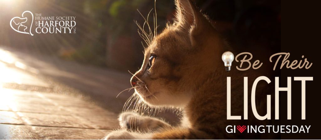 Be Their Light: A Campaign for a Generator - The Humane Society of ...