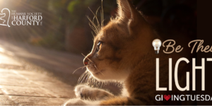 Be Their Light: A Campaign for a Generator