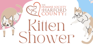 Kitten Shower