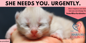 Urgent: Kitten Fosters Needed