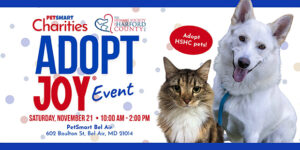Adopt Joy at PetSmart Bel Air